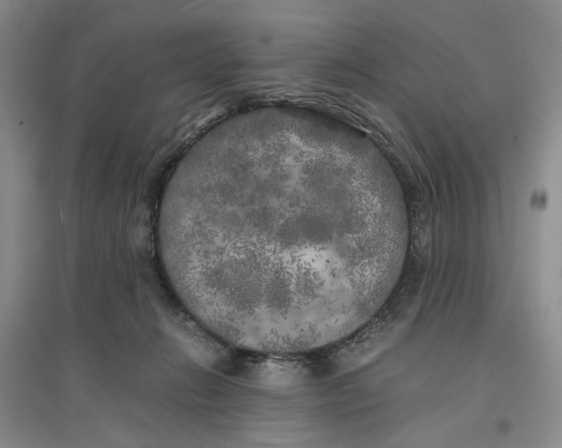 X0000096670270200802261459