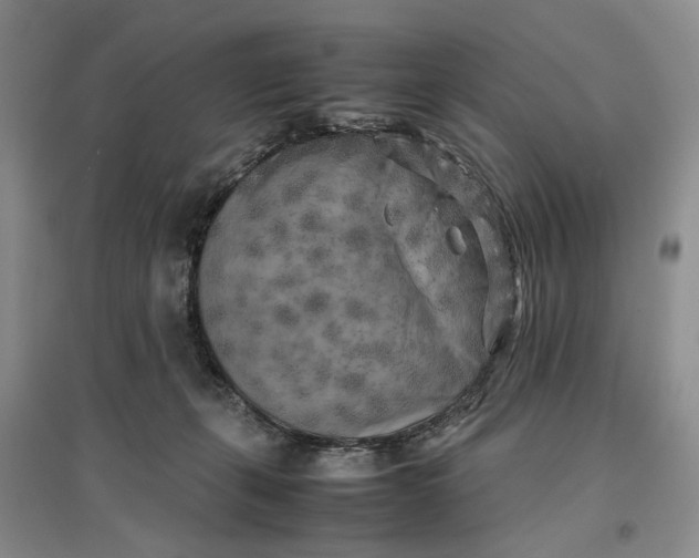 X0000096670271200802261459