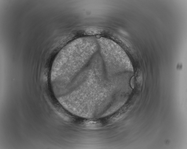 X0000096670315200802261458