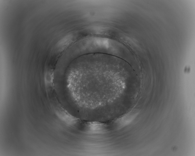 X0000096670336200802261458