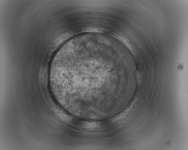X0000096670349200802261458
