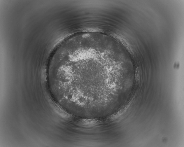 X0000096670351200802261458