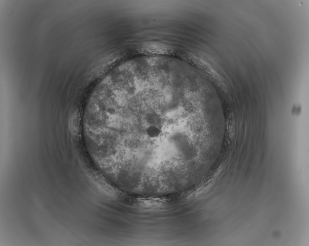 X0000096670359200802261458
