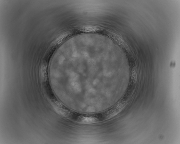 X0000096670360200802261458