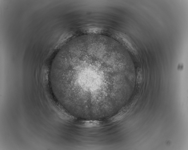 X0000096670363200802261458