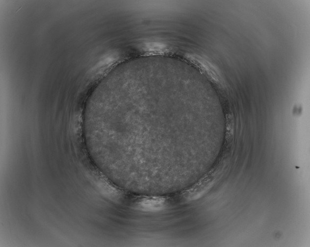 X0000096670369200802261458