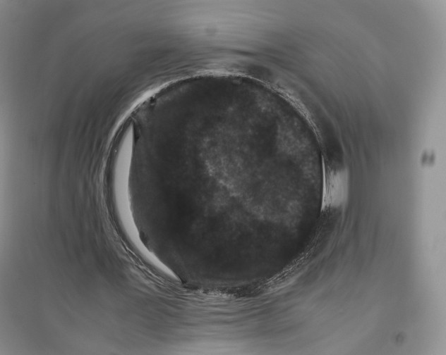 X0000096670387200802261457