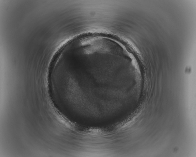 X0000096670391200802261457