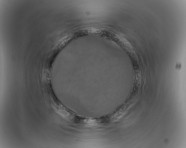 X0000096670419200802261457
