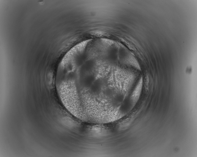X0000096670420200802261457