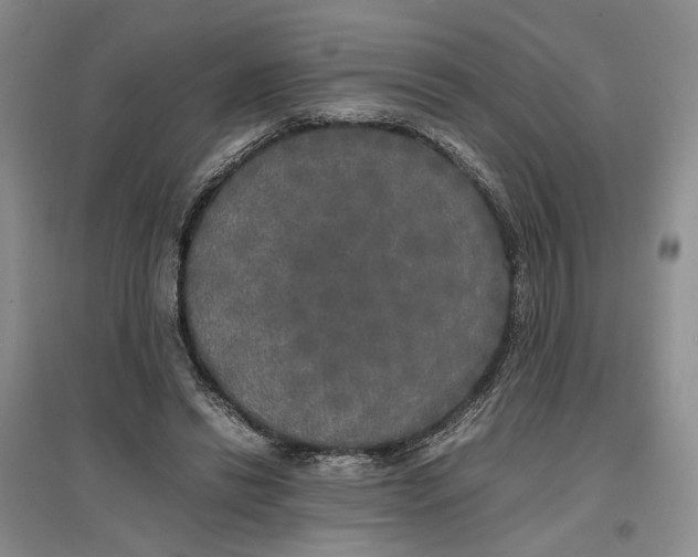 X0000096670446200802261456