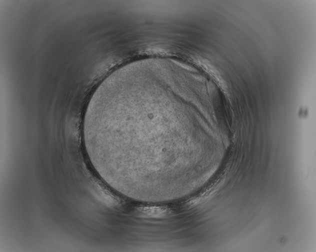 X0000096670449200802261456