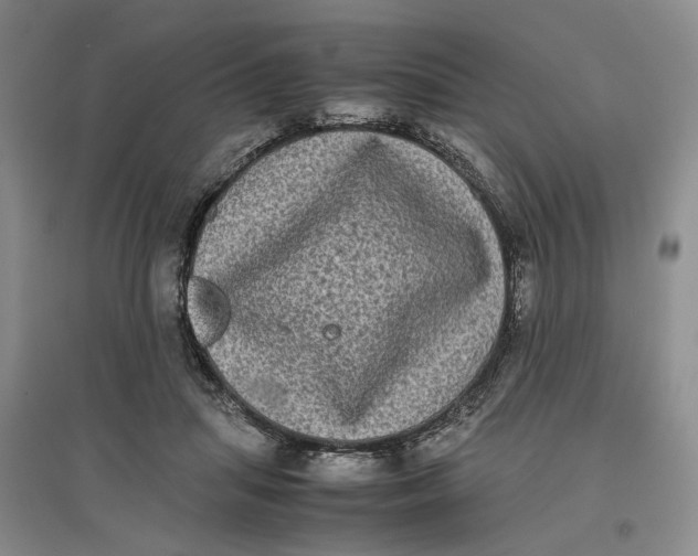 X0000096670455200802261456
