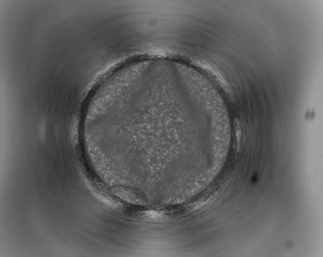 X0000096670496200802261456