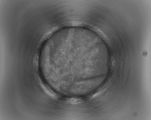 X0000096670542200802261455