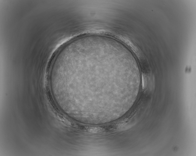 X0000096670579200802261454