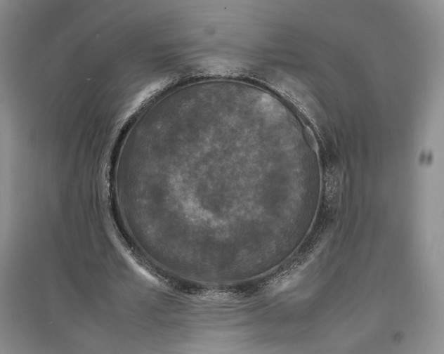 X0000096670581200802261454
