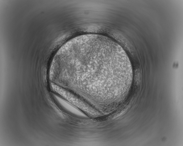 X0000096670589200802261454