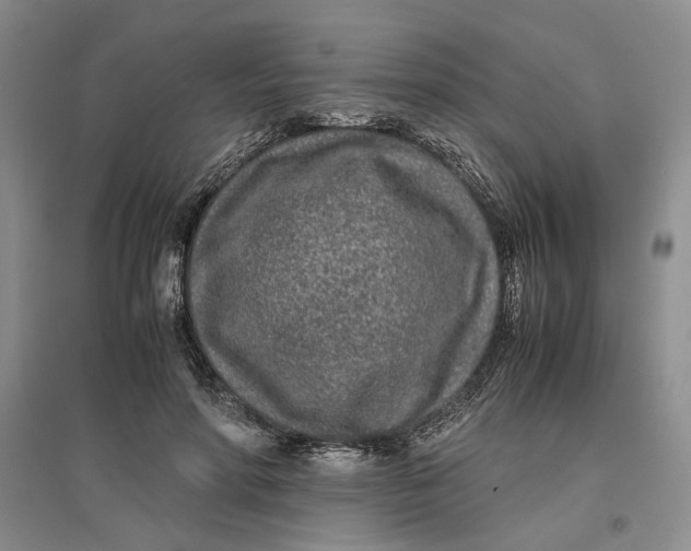 X0000096670598200802261454