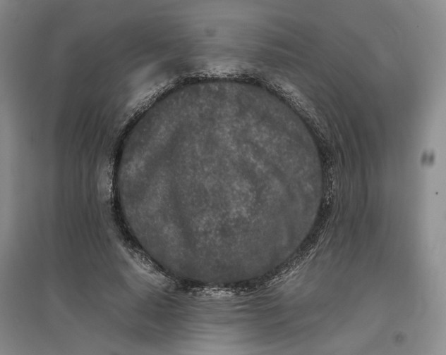 X0000096670640200802261453