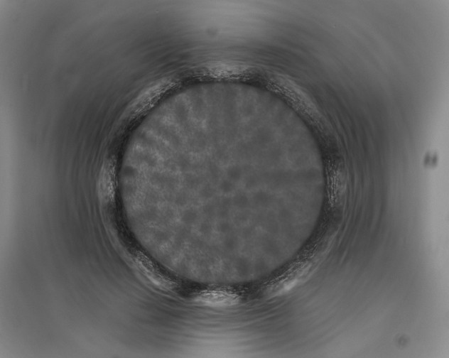 X0000096670644200802261453