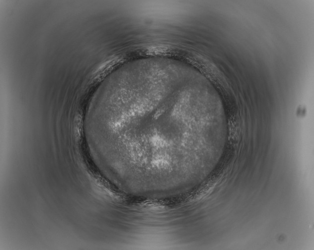 X0000096670648200802261453