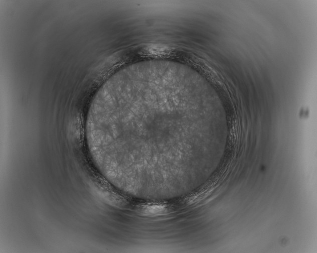 X0000096670651200802261453