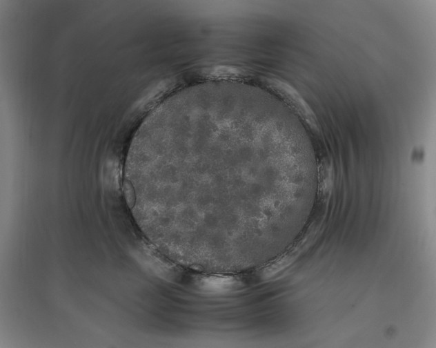 X0000096670669200802261454