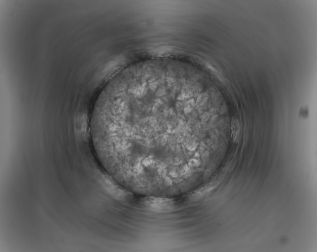 X0000096670670200802261454