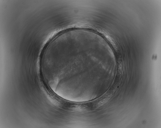 X0000096670678200802261453