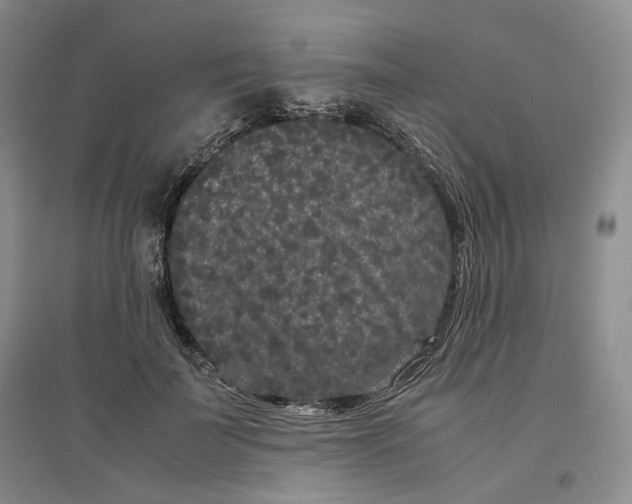 X0000096670699200802261452