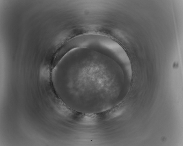 X0000096670720200802261452