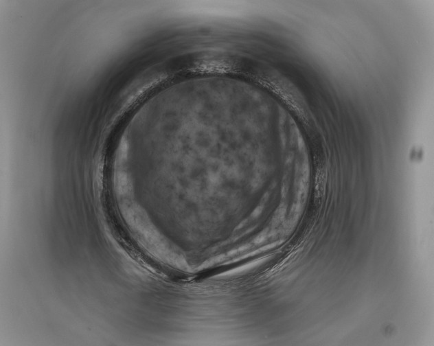 X0000096670722200802261451