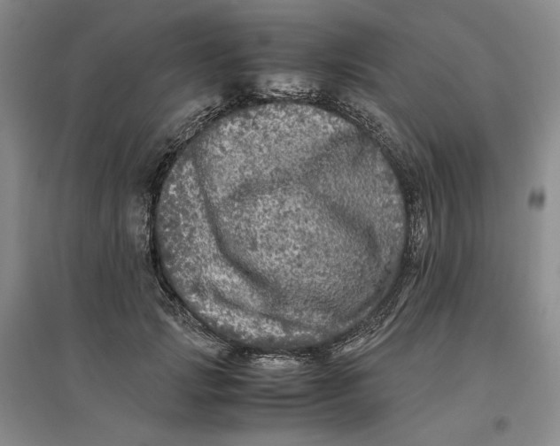 X0000096670749200802261452