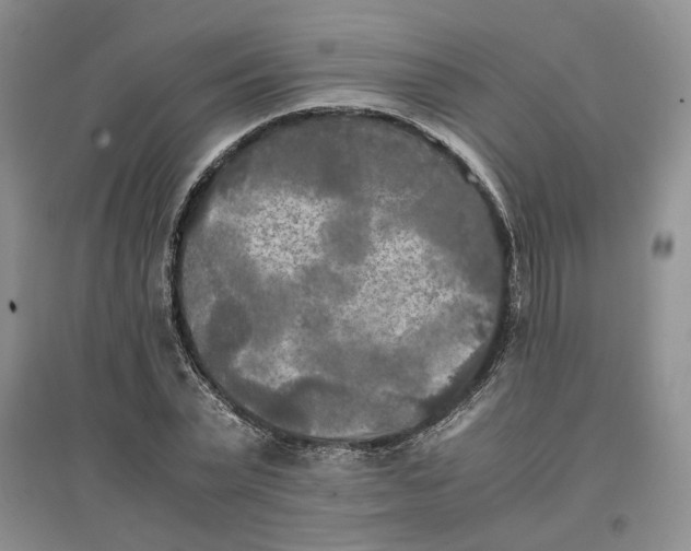 X0000096670783200802261451