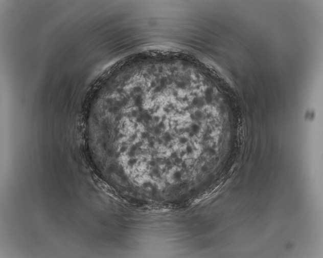 X0000096670822200802261450