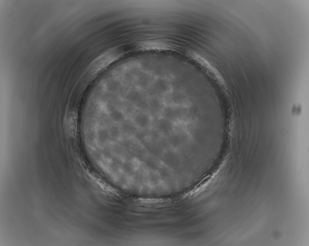 X0000096670825200802261450