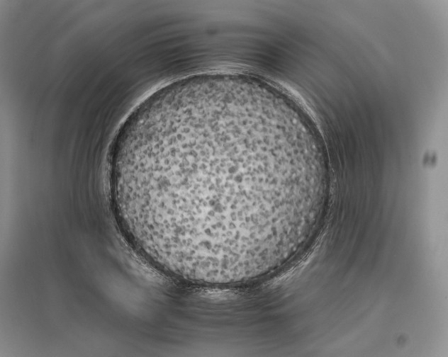 X0000096670835200802261450