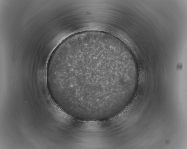 X0000096670836200802261450