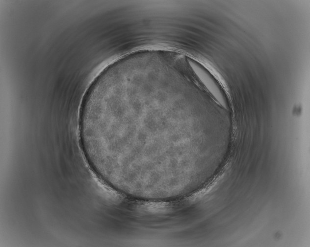 X0000096670845200802261450