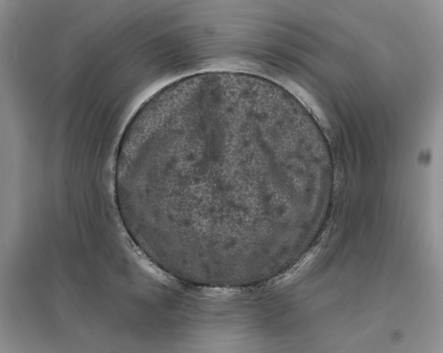 X0000096670854200802261451