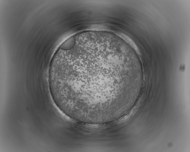 X0000096670855200802261451