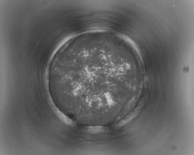 X0000096670859200802261451