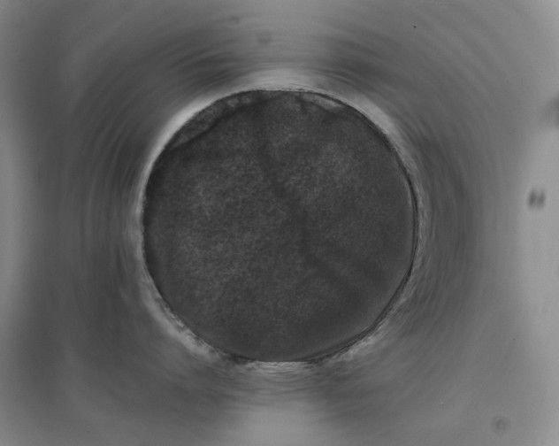 X0000096670864200802261451