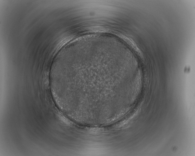 X0000096670889200802261449