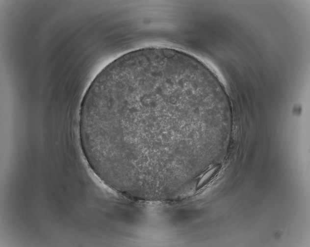 X0000096670903200802261449