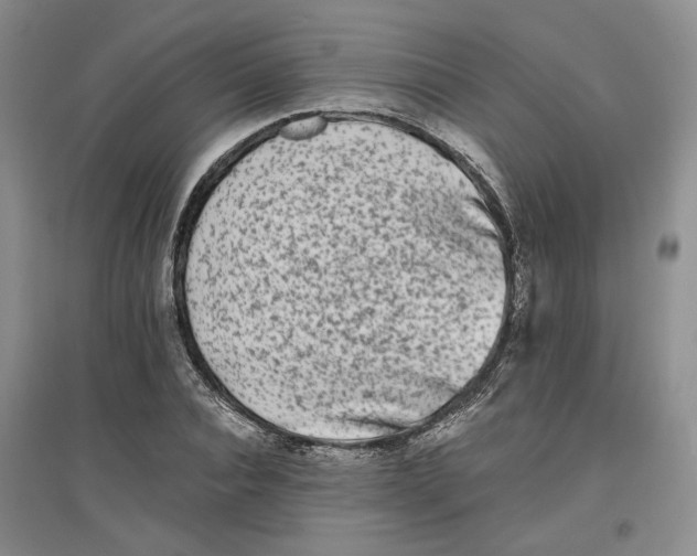 X0000096670928200802261449