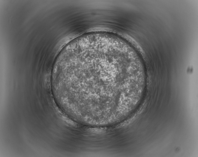 X0000096670937200802261449