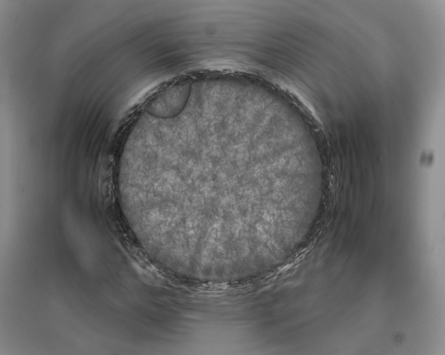 X0000096670968200802261448