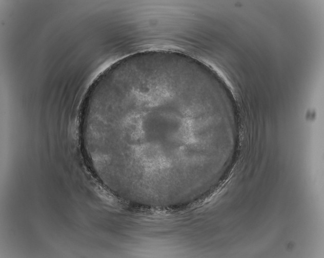 X0000096670975200802261448